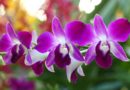 The love of orchids