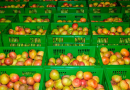 Mango business resumes in EU